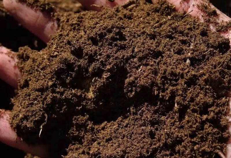 peat soil